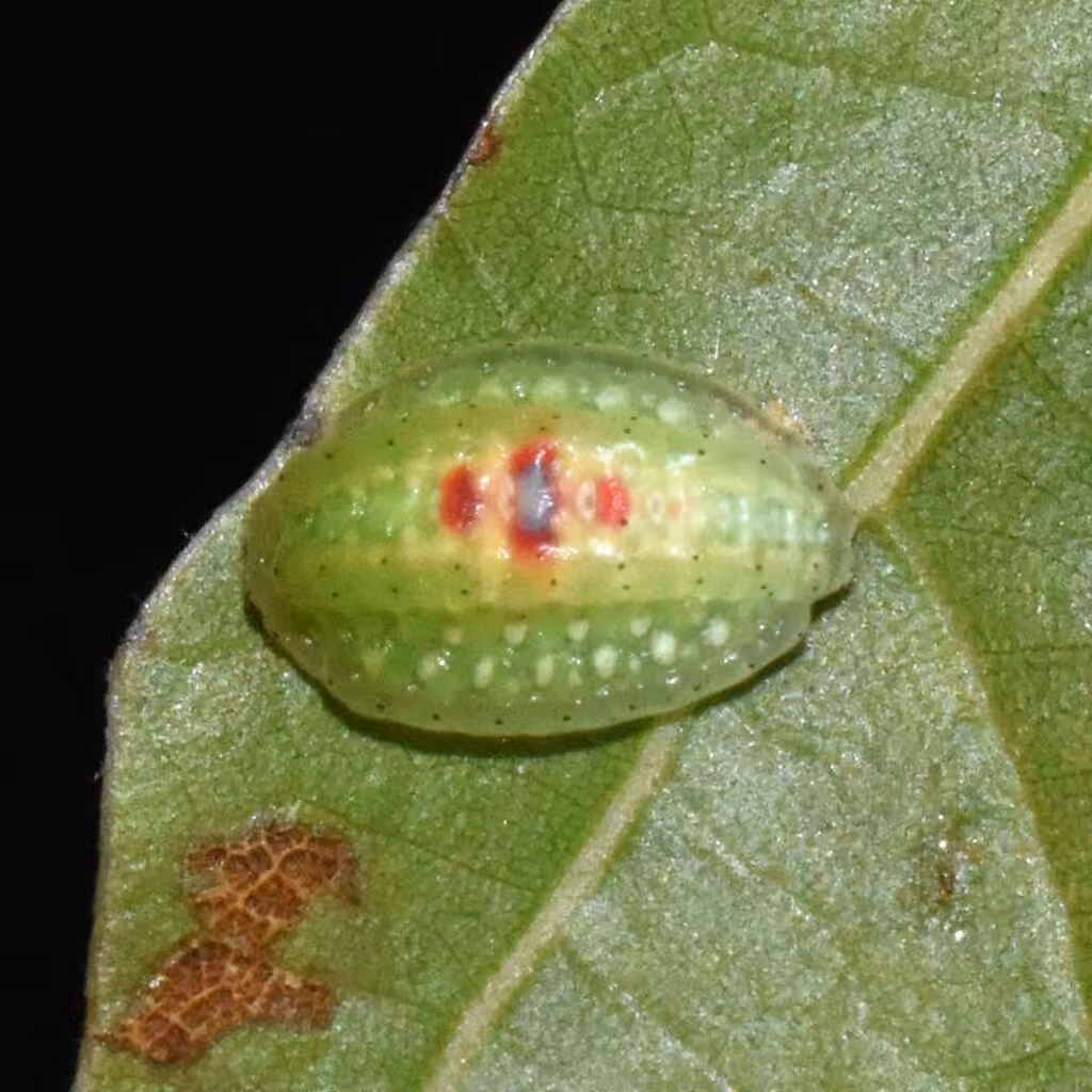 Red-eyed Button Slug Moth, Chenille