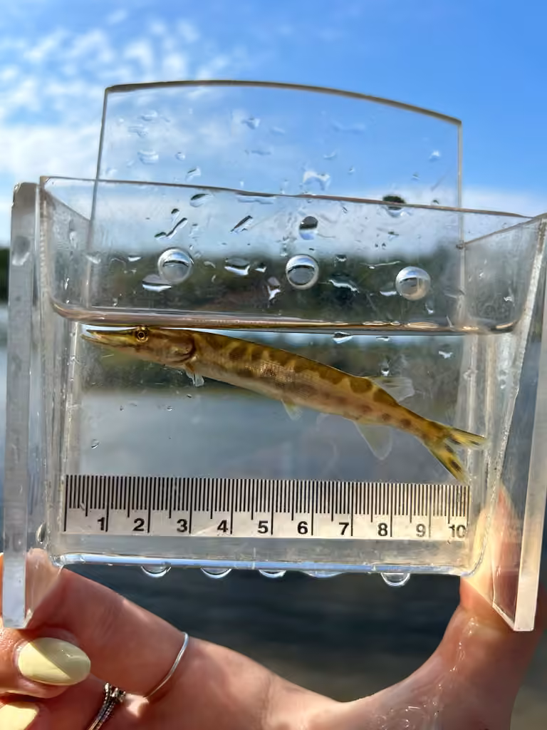 Muskellunge, Juvenile