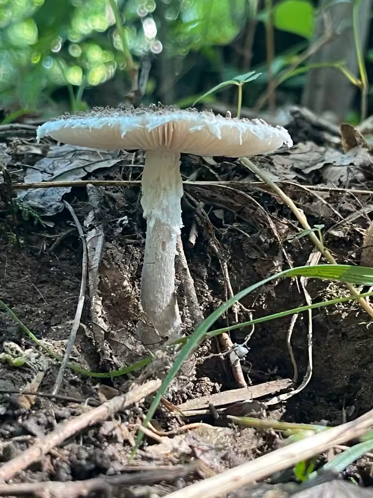 Gunpowder Amanita, photo 3 of 5