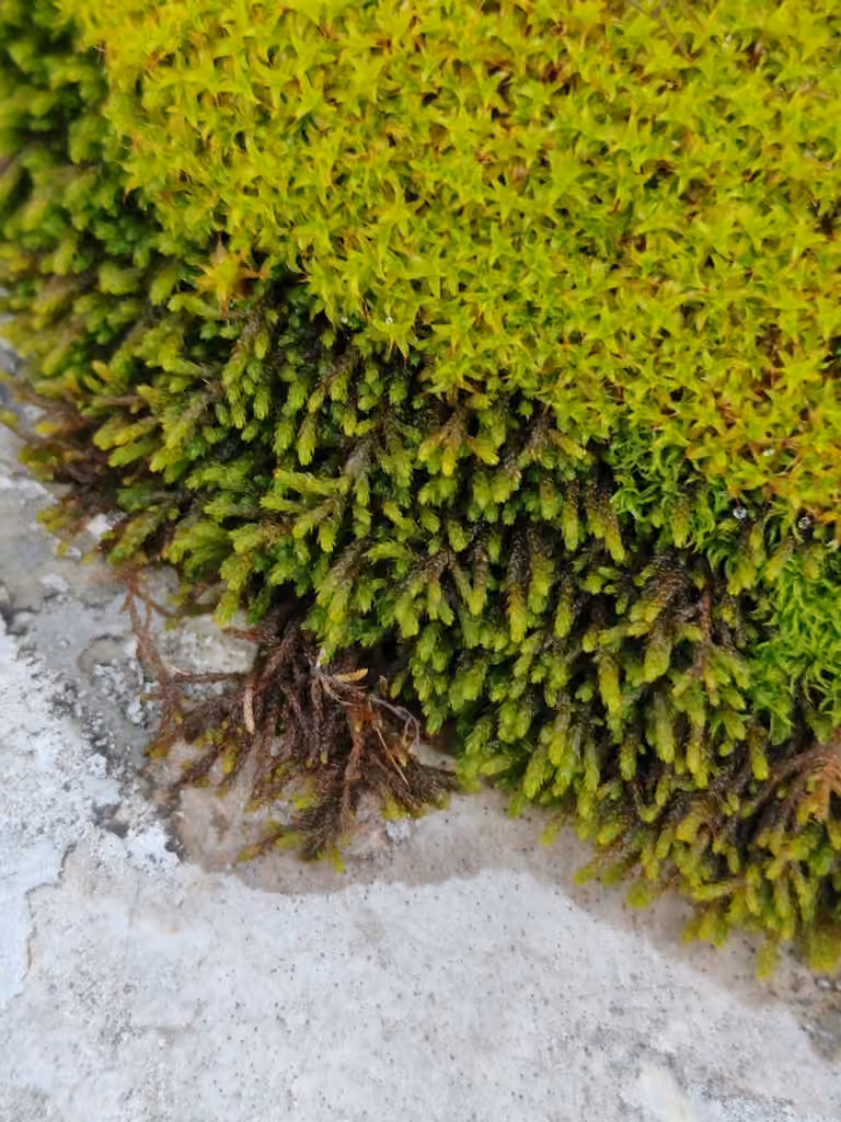 Norway Screw-moss, photo 2 of 5