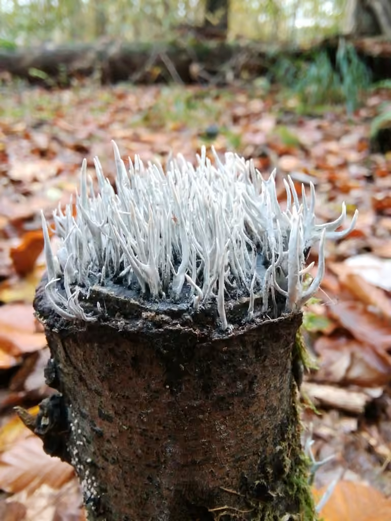 Candlesnuff fungus, photo 3 of 5