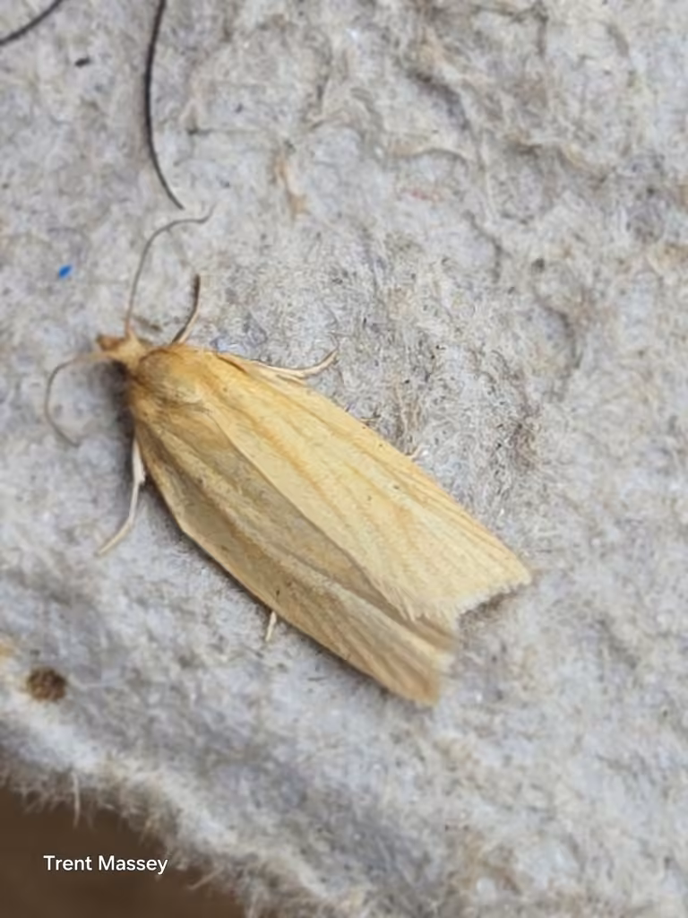 Clemens' Clepsis Moth, Adulte