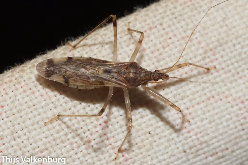 Lasiomerus annulatus, Adulte