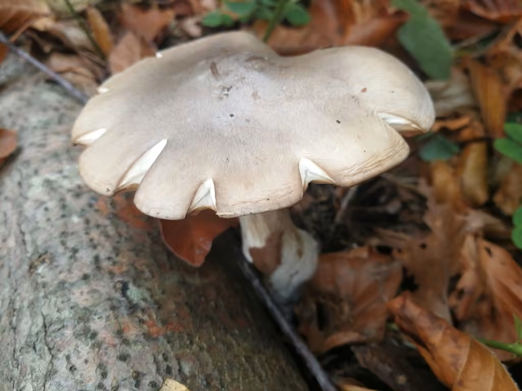Clouded Funnel, photo 2 of 5