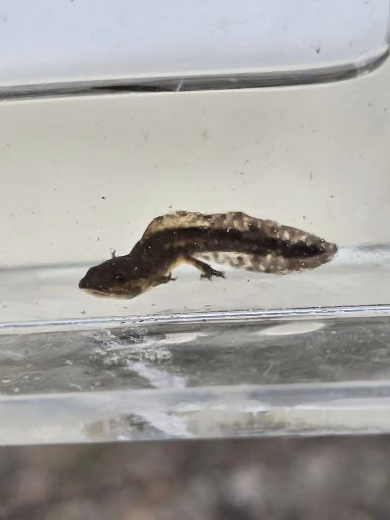 Salamandre à points bleus, Larve