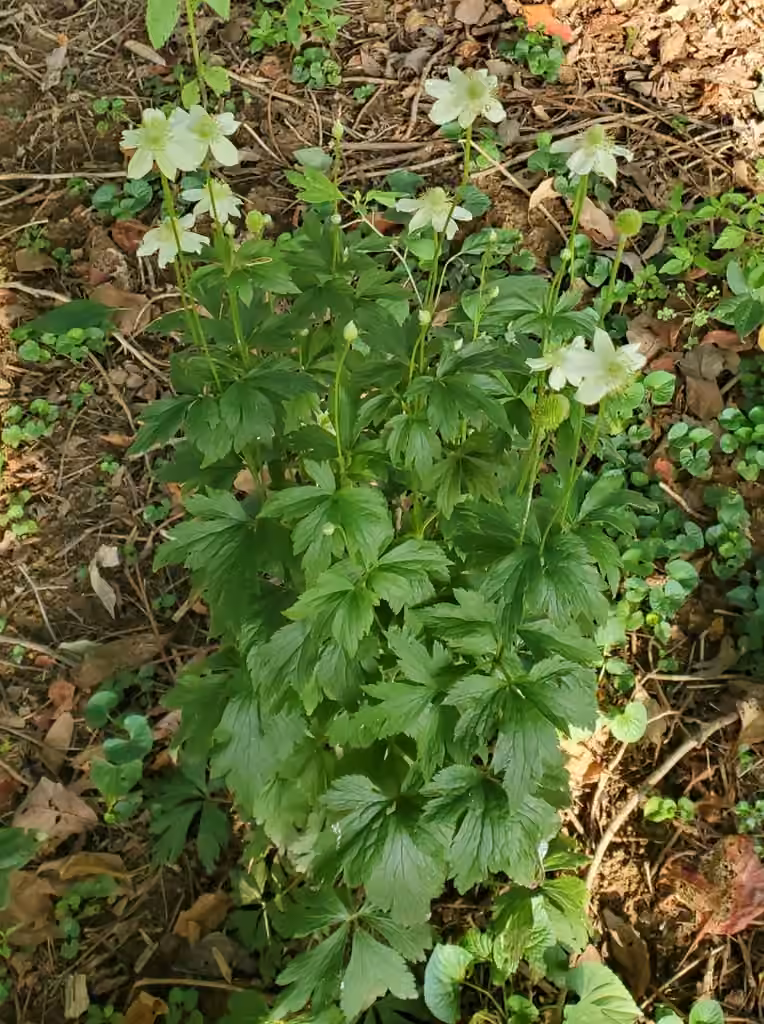 Anémone de Virginie, En fleurs