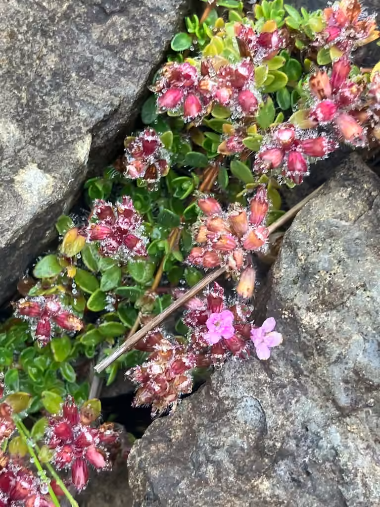 Mother of thyme, Flower buds
