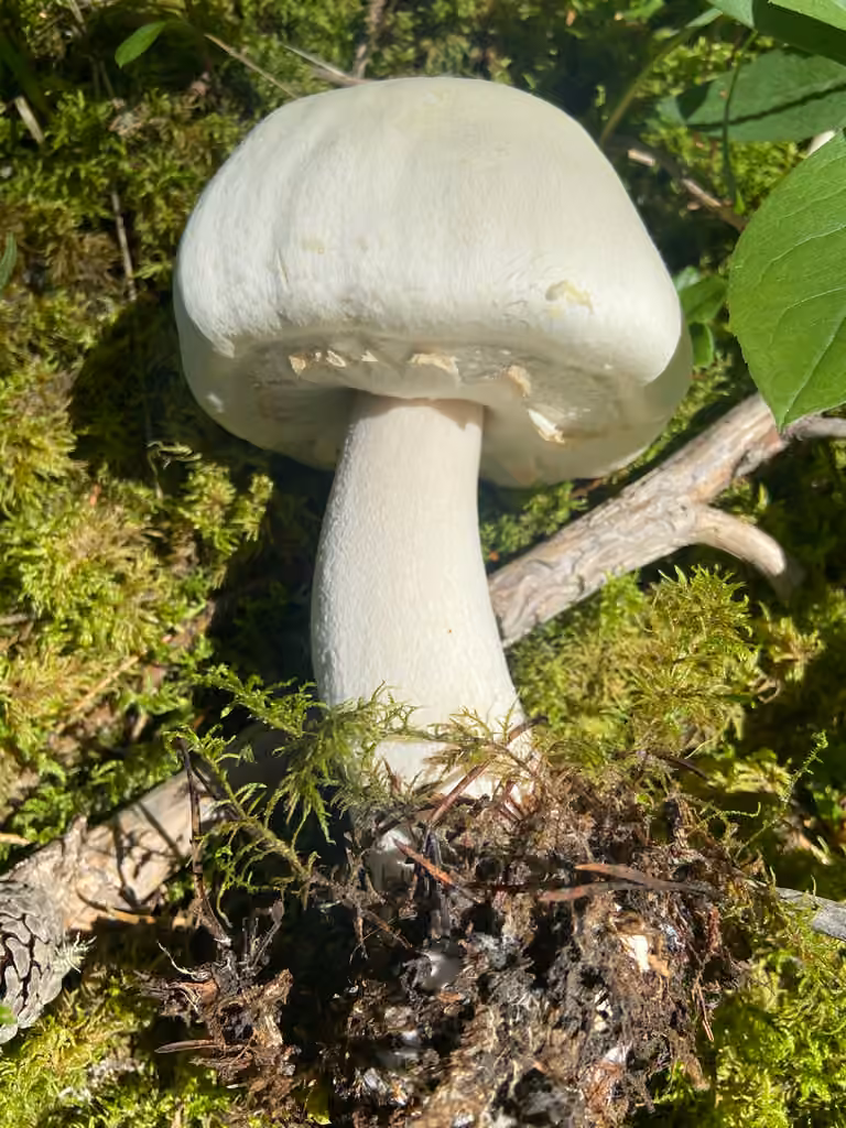 Wood Mushroom, photo 3 of 5