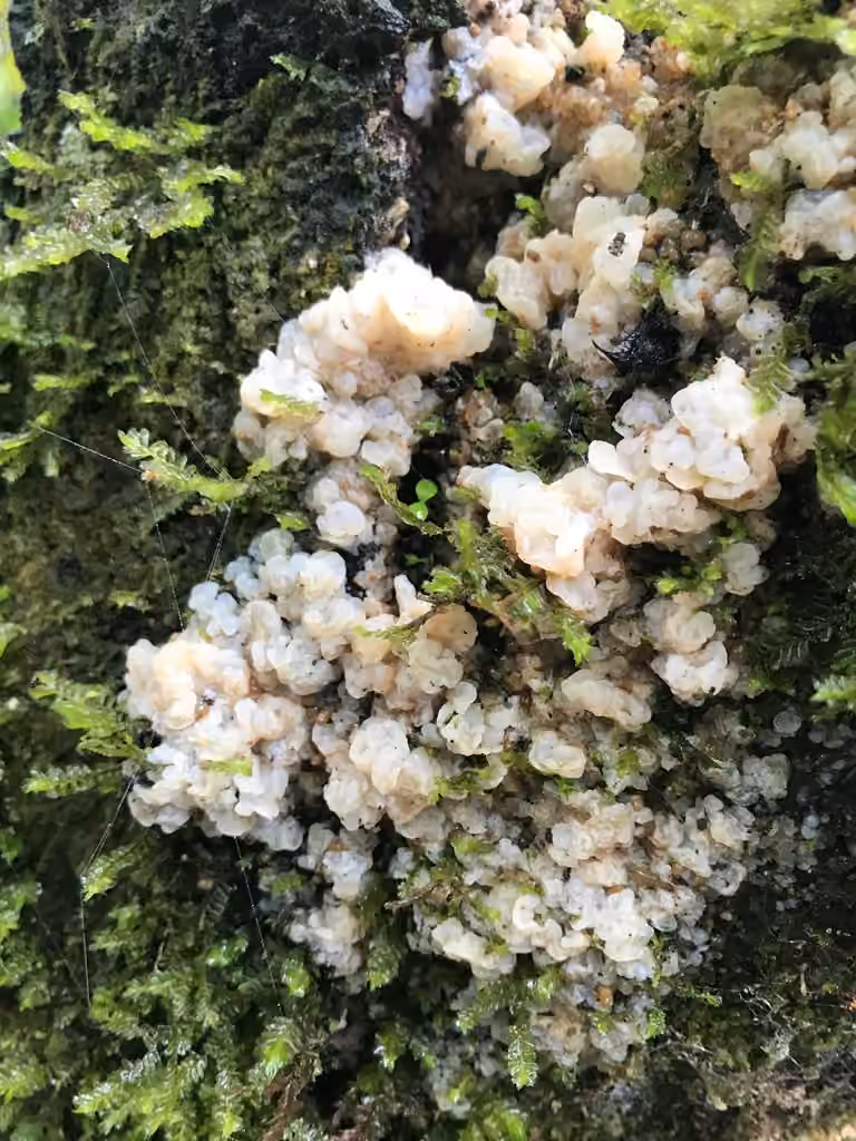 White Jelly Fungus, photo 3 of 5