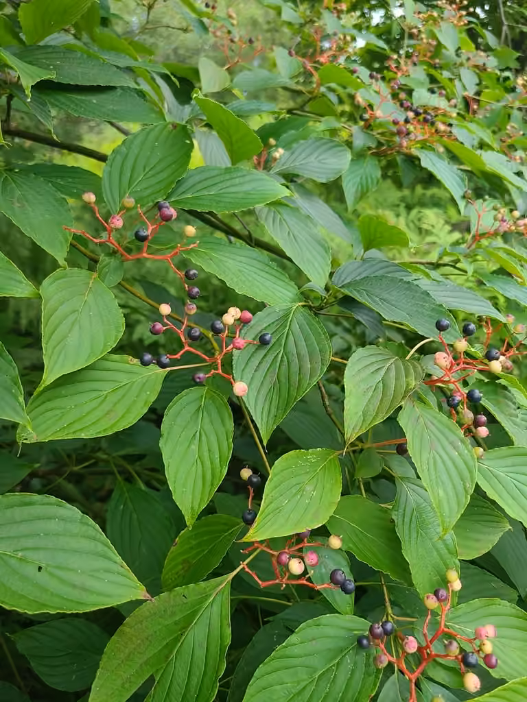 Alternate-leaf dogwood, In fruit