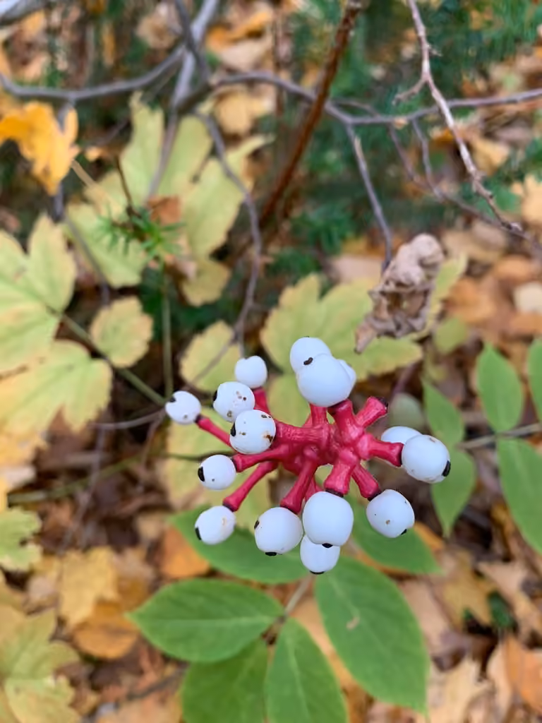 White baneberry, In fruit