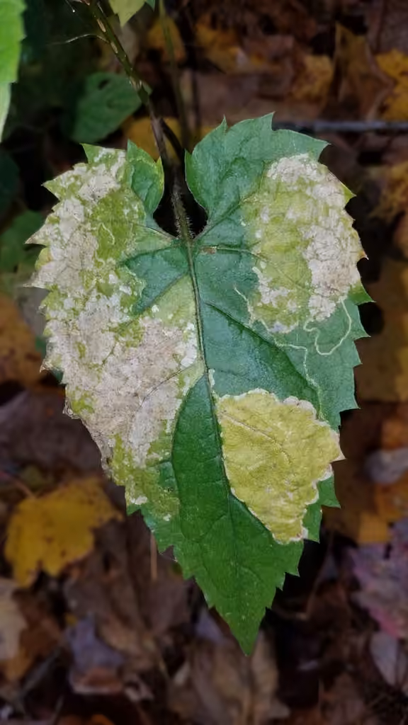 Aster Tentiform Blotchminer, Caterpillar