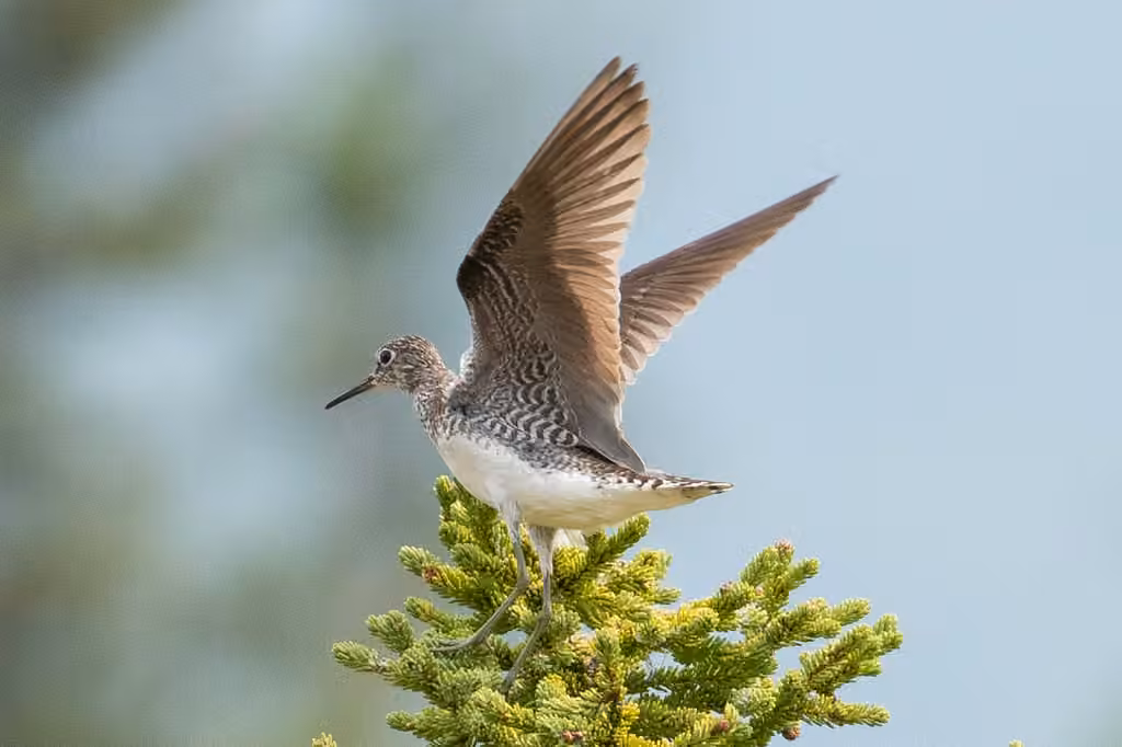Solitary Sandpiper, photo 2 of 5