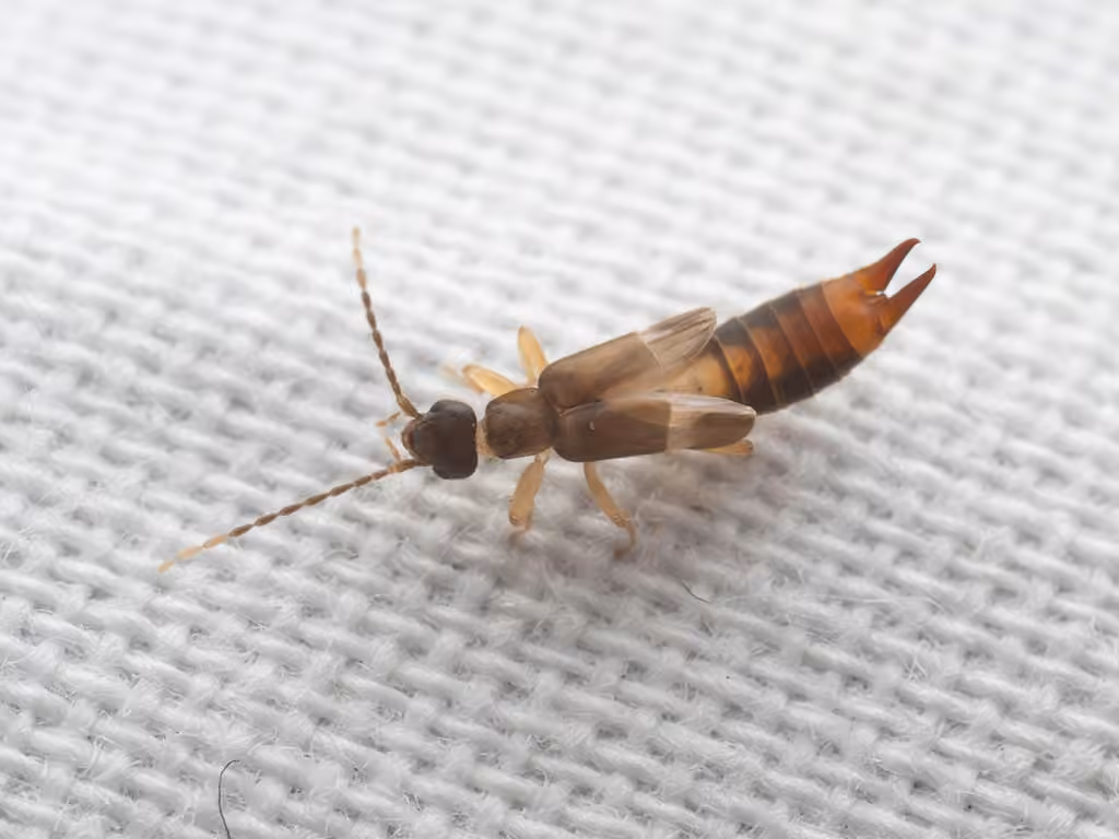 Lesser Earwig, Female