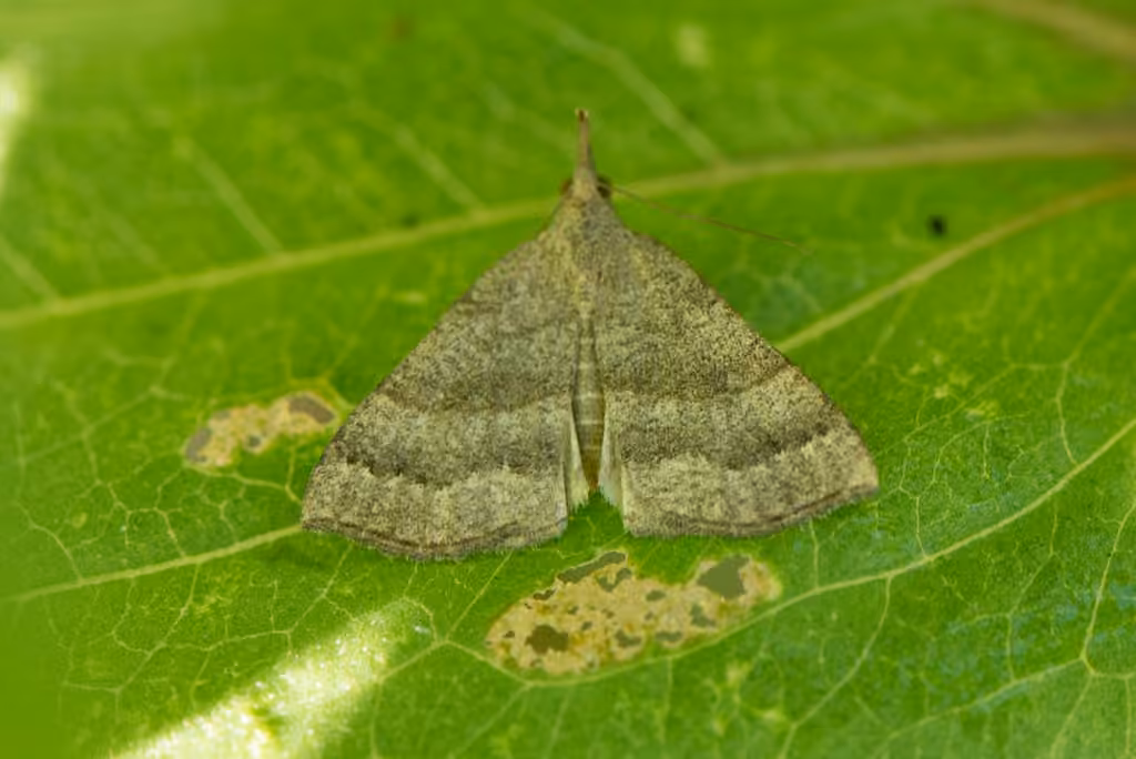 Speckled Snout, Adulte