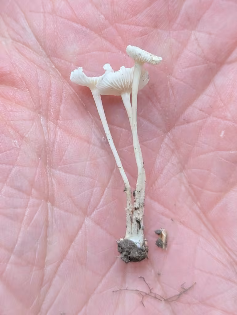 Resinomycena rhododendri, photo 2 sur 5