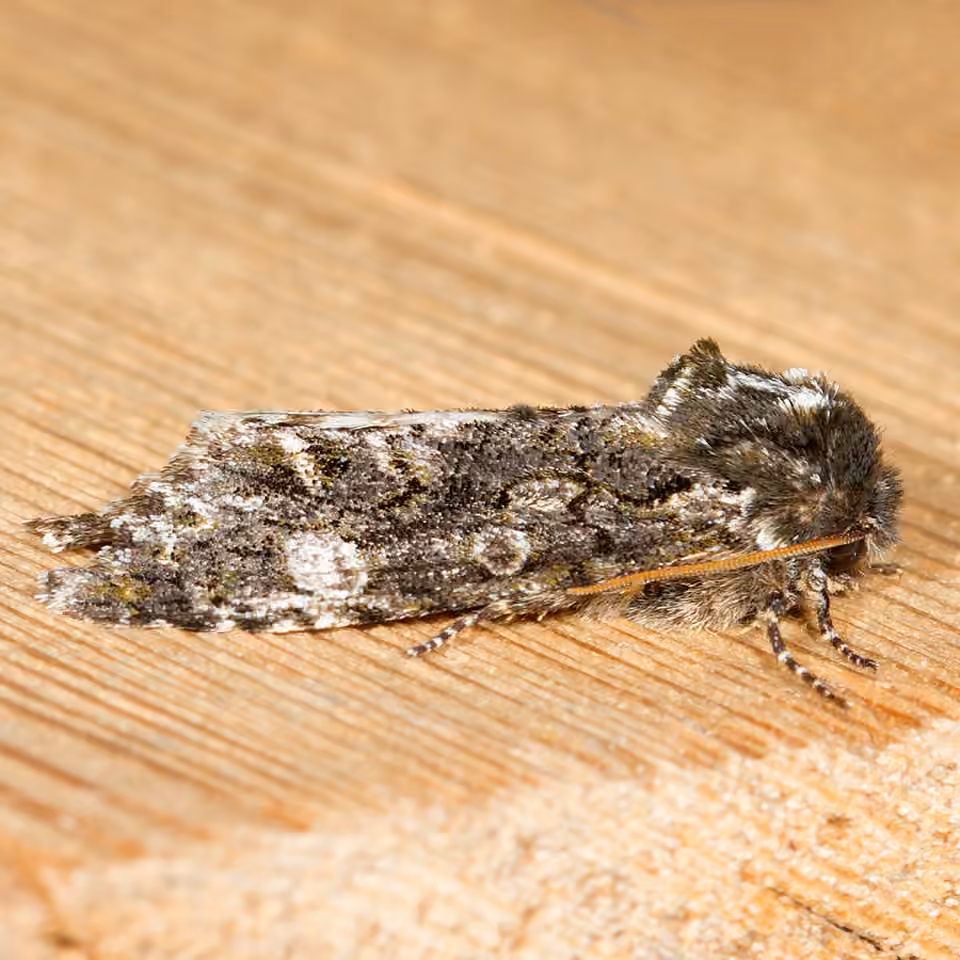 Grote's Sallow, Adult