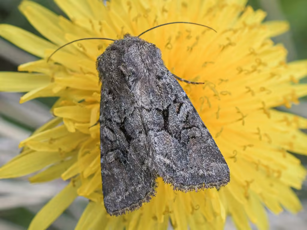 Separated Quaker