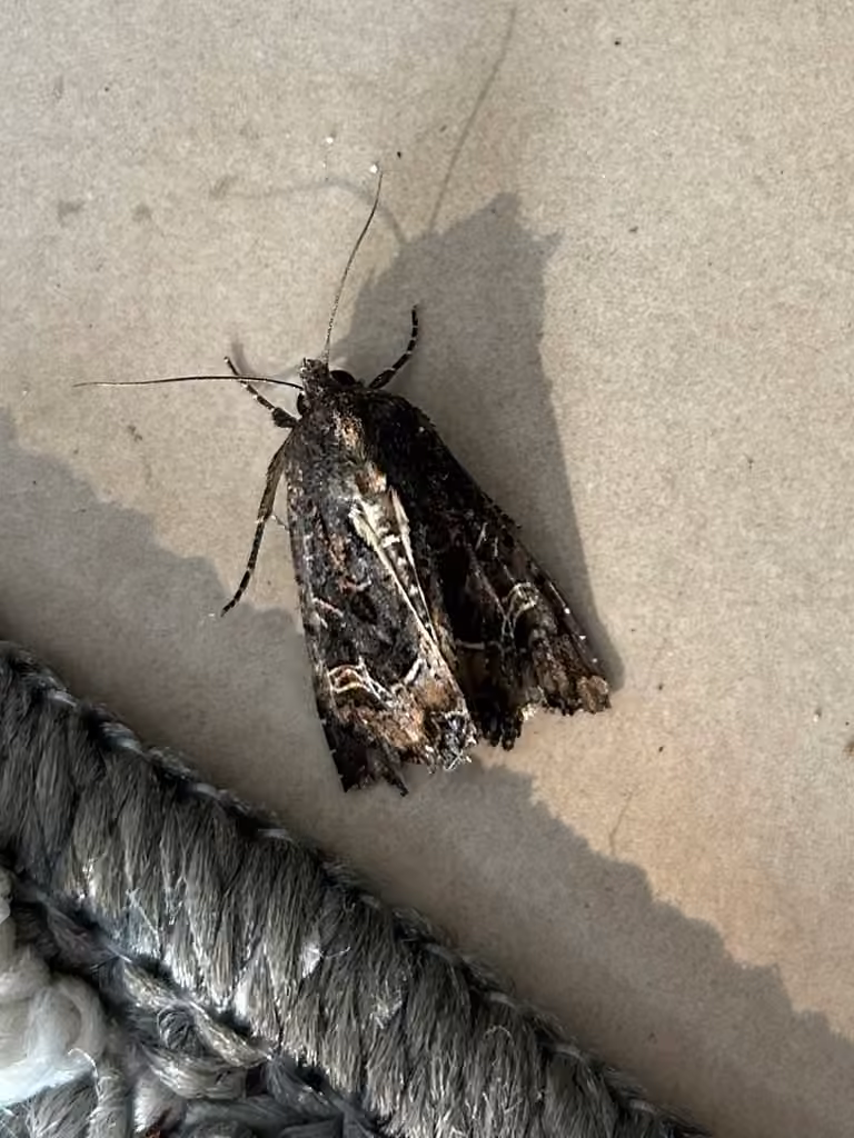Kidney-spotted Rustic Moth, Adult
