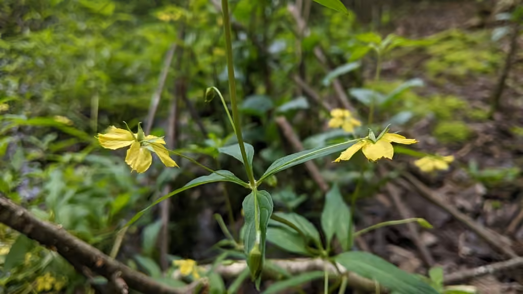 Lysimaque hybride, En fleurs