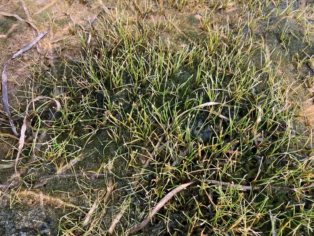Éléocharide naine, En fleurs