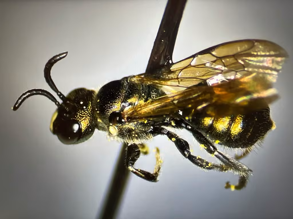 Doubled Ceratina, Male
