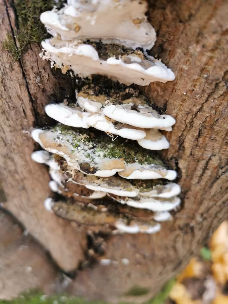 Polypore stratifié, photo 3 sur 5