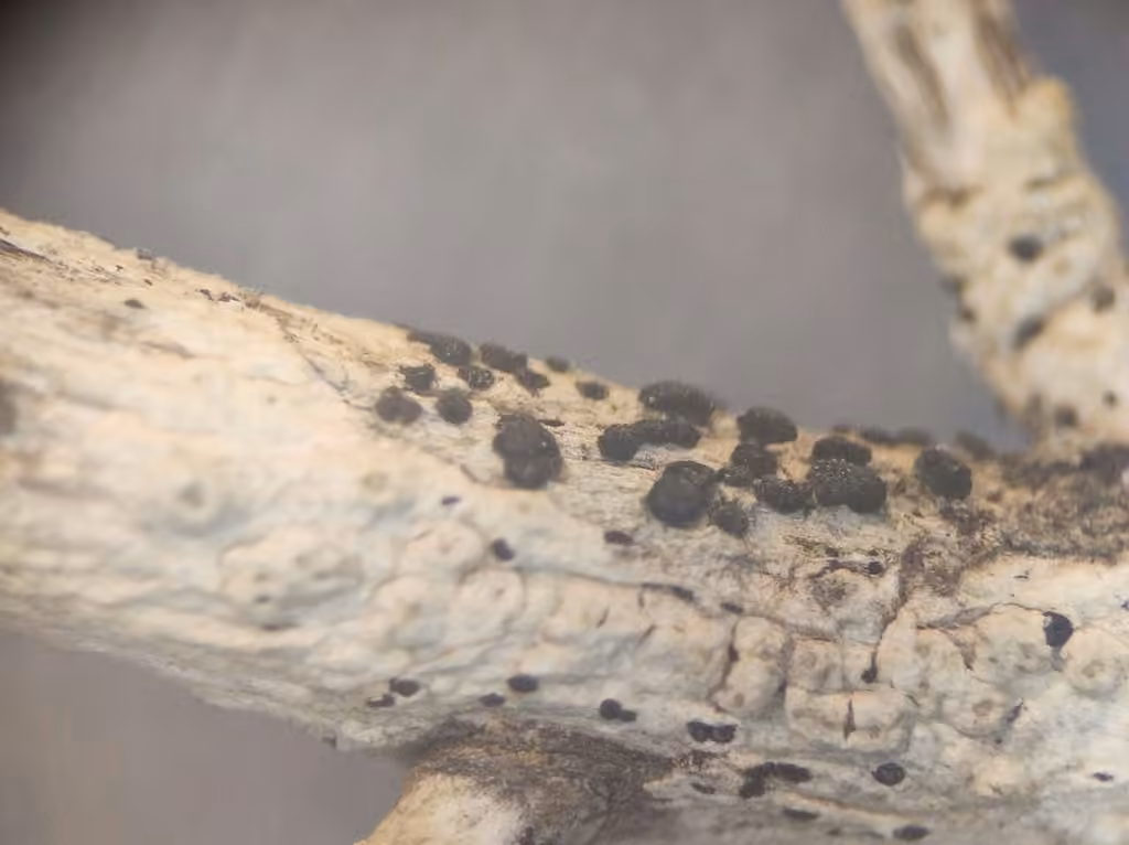 Common Button Lichen