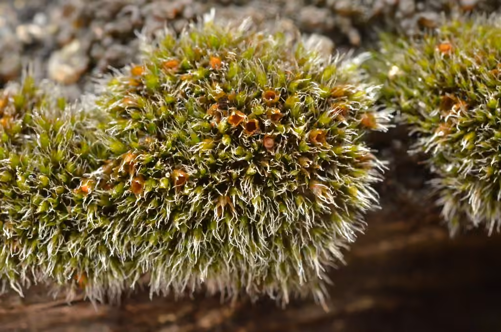 Grimmia dry rock moss