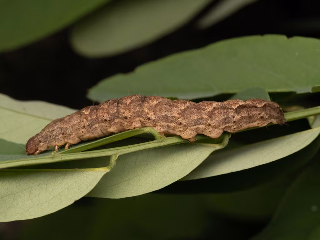 Locust Underwing, Caterpillar