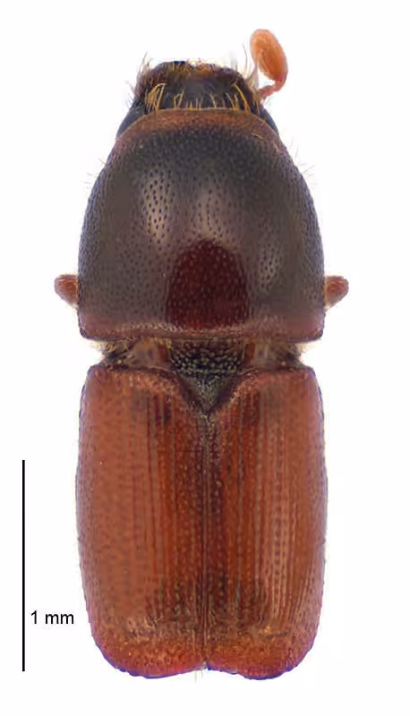 Elm Bark Beetle, photo 2 of 5