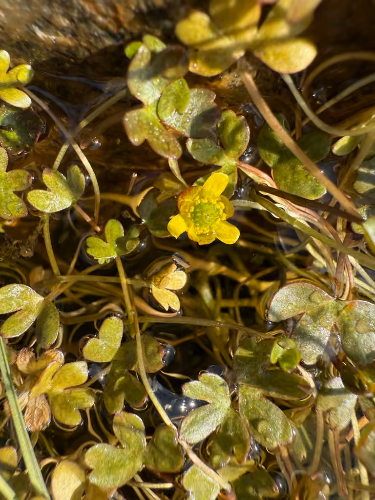 Renoncule hyperboréale, En fleurs