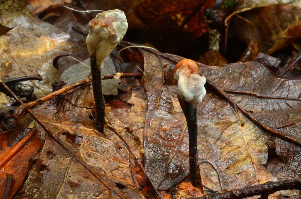 Trichoderma avellaneum, photo 3 sur 5