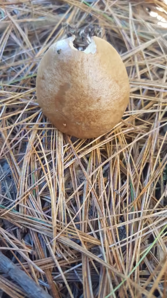 Sour Cap Suillus, photo 3 sur 5