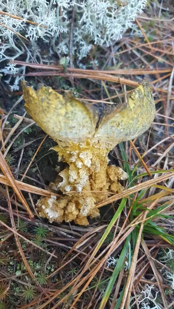 Scléroderme septentrional