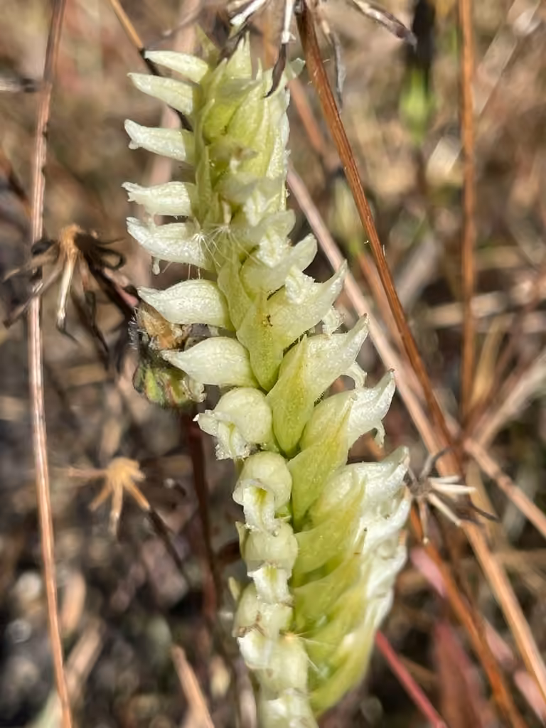 Hooded ladies'-tresses, Flower buds