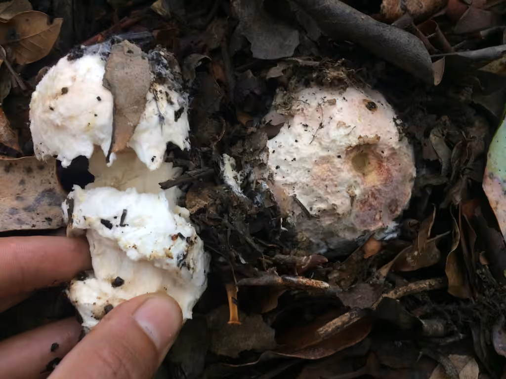 Mycogone rosea, photo 2 sur 5