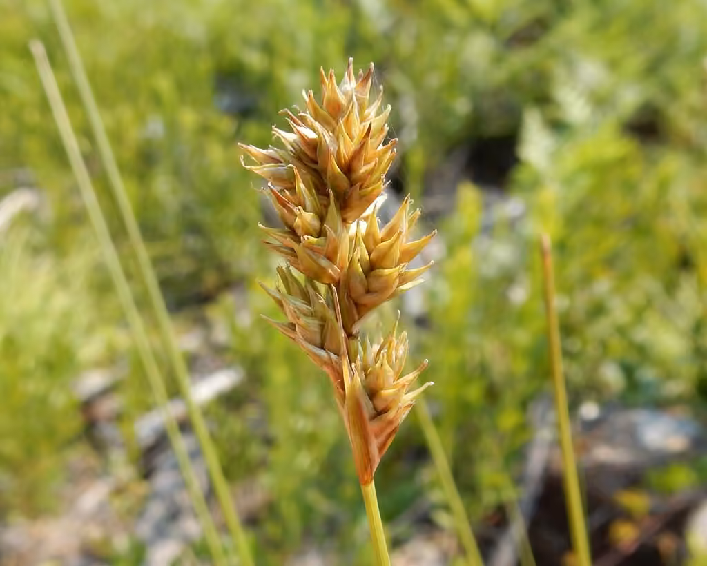 Carex brûlé, En fruits