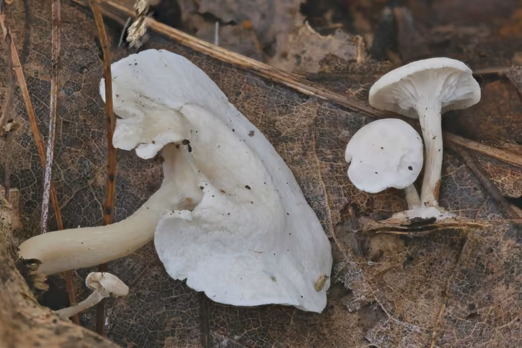 Clitocybe blanc, photo 3 sur 5