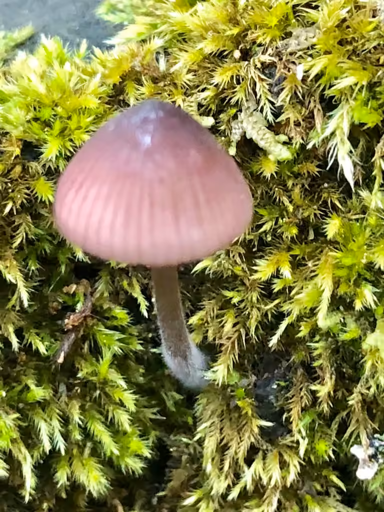 Mycène pourpre foncé, photo 3 sur 5