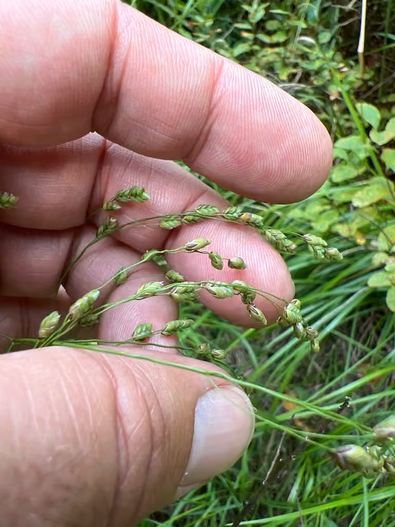 Canadian glyceria, In flower