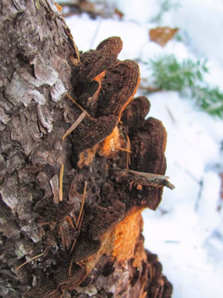 Polypore de l'épinette, photo 3 of 5
