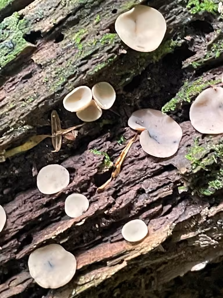 Pézize à grandes spores