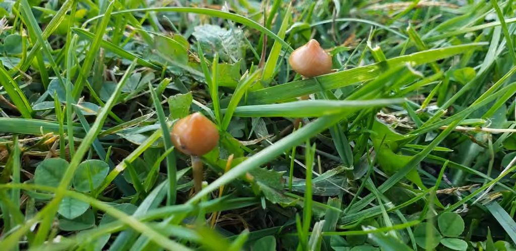 Psilocybe umboné