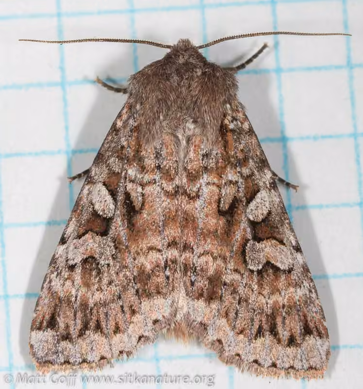 Great Brown Dart, photo 1 sur 5