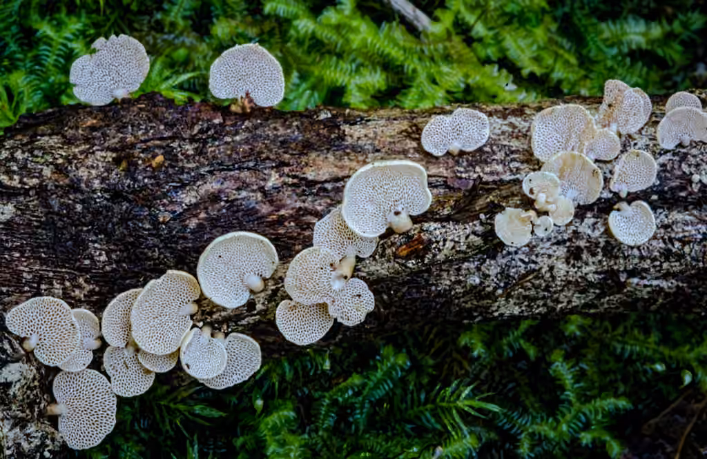Panellus pusillus, photo 3 sur 5