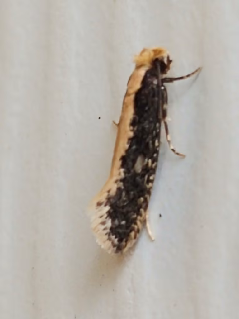 Bird Nest Moth, photo 3 of 5