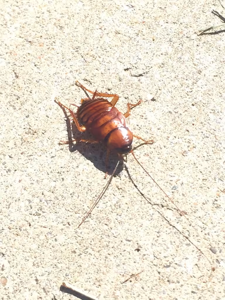 Brown Cockroach, Nymph