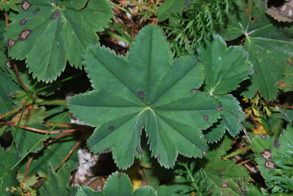 Hairy lady's mantle, In fruit