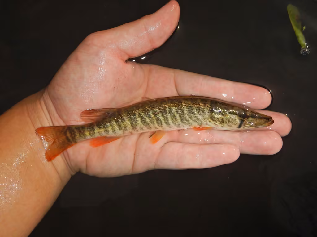 American Pickerel, photo 3 of 5
